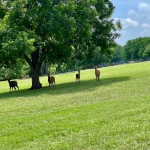 A group of animals standing in the grass near a tree.