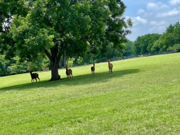 A group of animals standing in the grass near a tree.