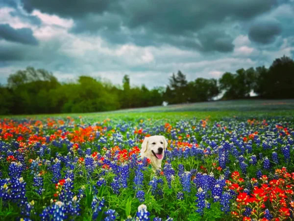 A dog in the middle of a field with flowers.