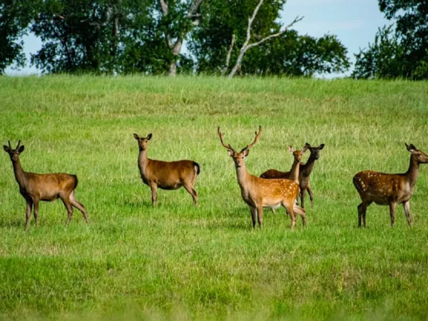 A herd of deer standing on top of a grass covered field.